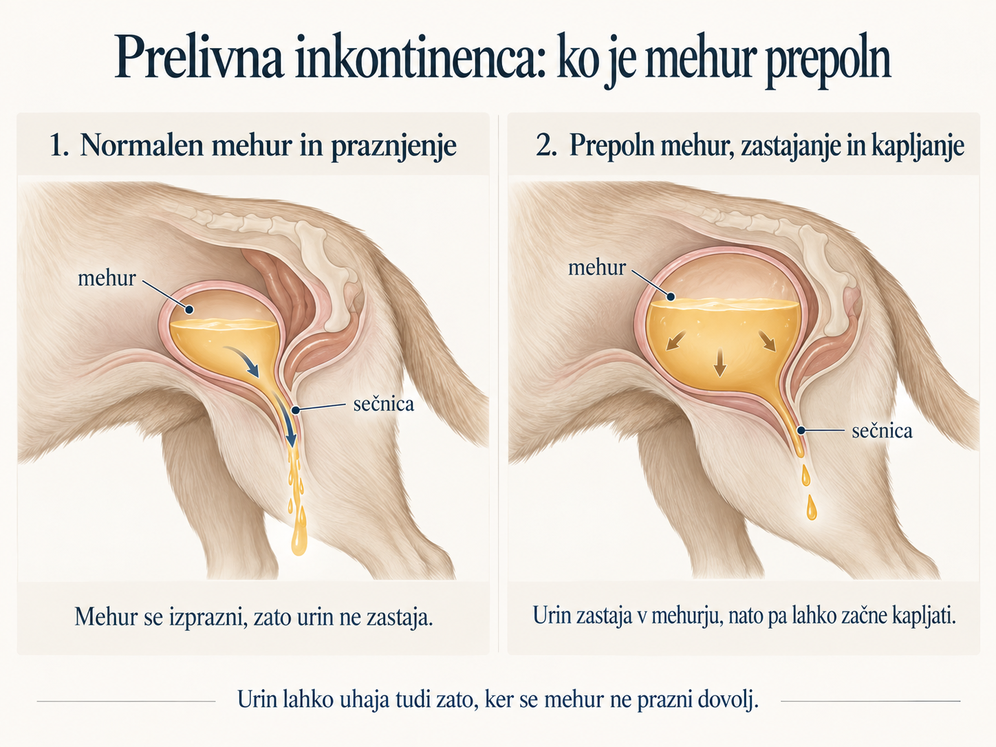 Inkontinenca pri psu: ko urin uhaja brez nadzora
