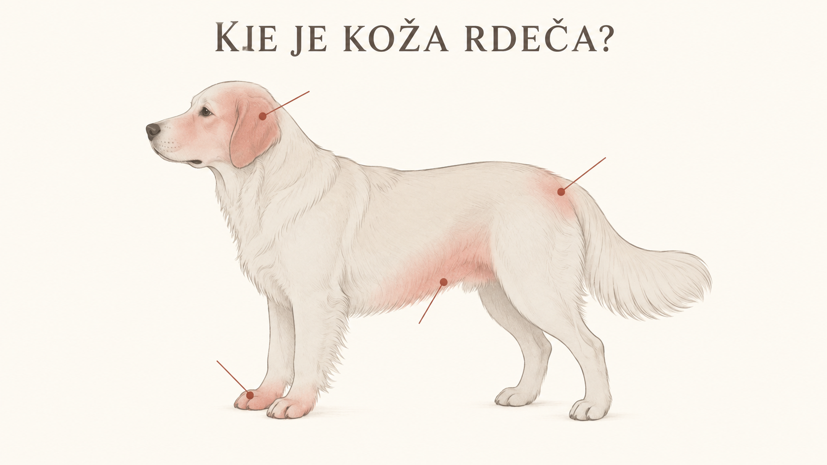 Rdeča in razdražena koža pri psu: kaj jo povzroča in kdaj ukrepati?